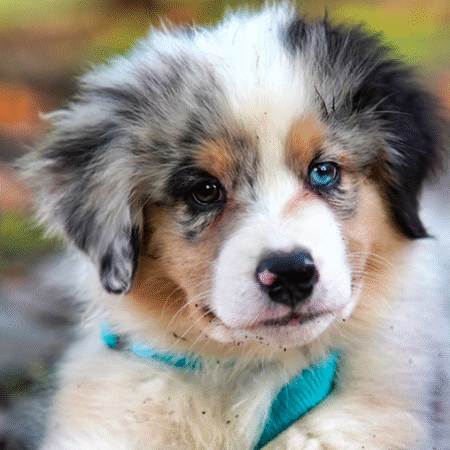 Daisy