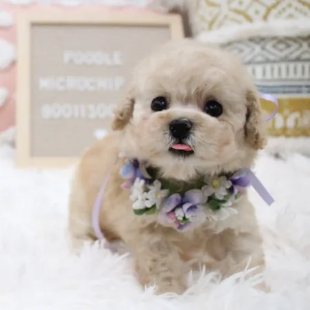 dog-image-2
