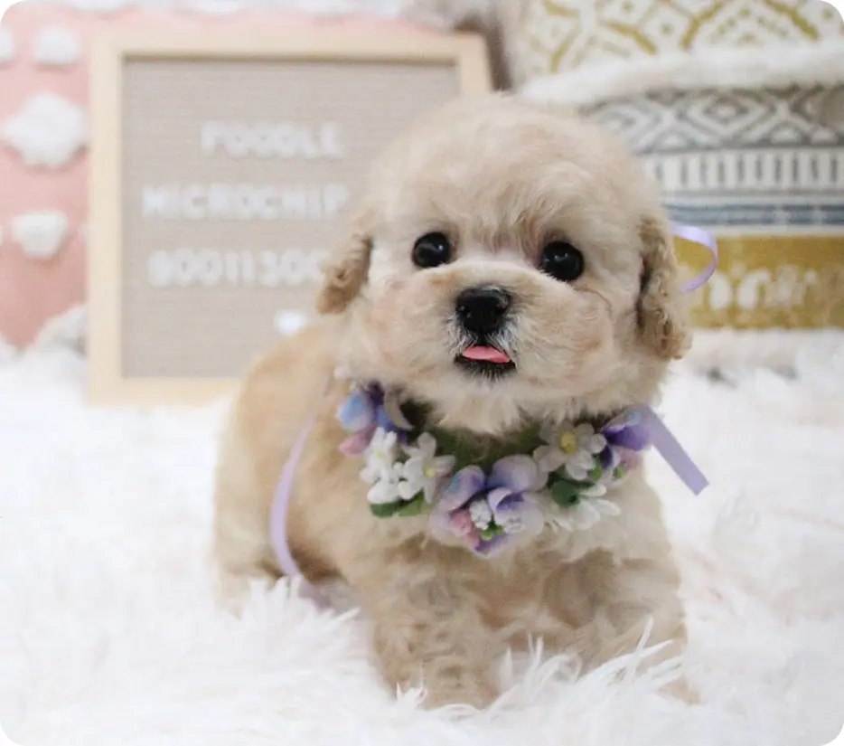 dog-image-2