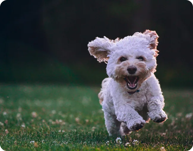 home-bring-puppy