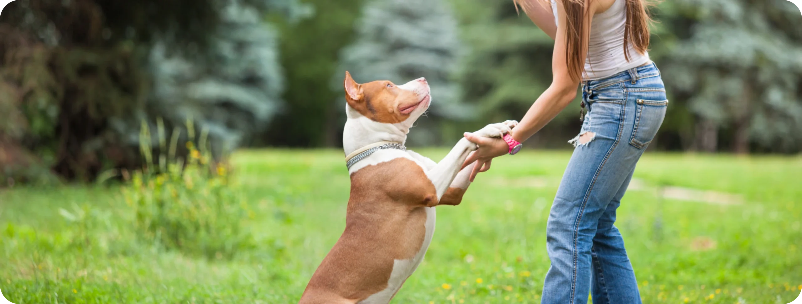 puppy-first-approach-img